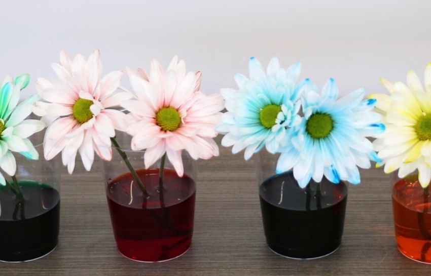 Color changing flowers: daisies dipped in food coloring